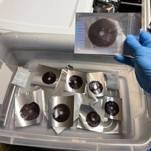 Psilocybe Cubensis Spore Prints